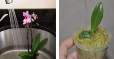Voilà Comment Propager des Orchidées Sans les Acheter, Grâce à ces 3 Techniques