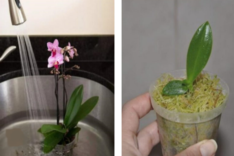 Voilà Comment Propager des Orchidées Sans les Acheter, Grâce à ces 3 Techniques