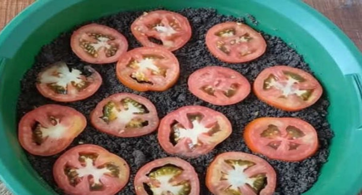 Conseil ultime pour une culture réussie de tomates à la maison