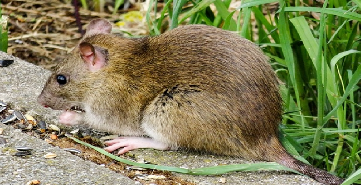 Comment éloigner naturellement les rats de votre jardin en cas de présence