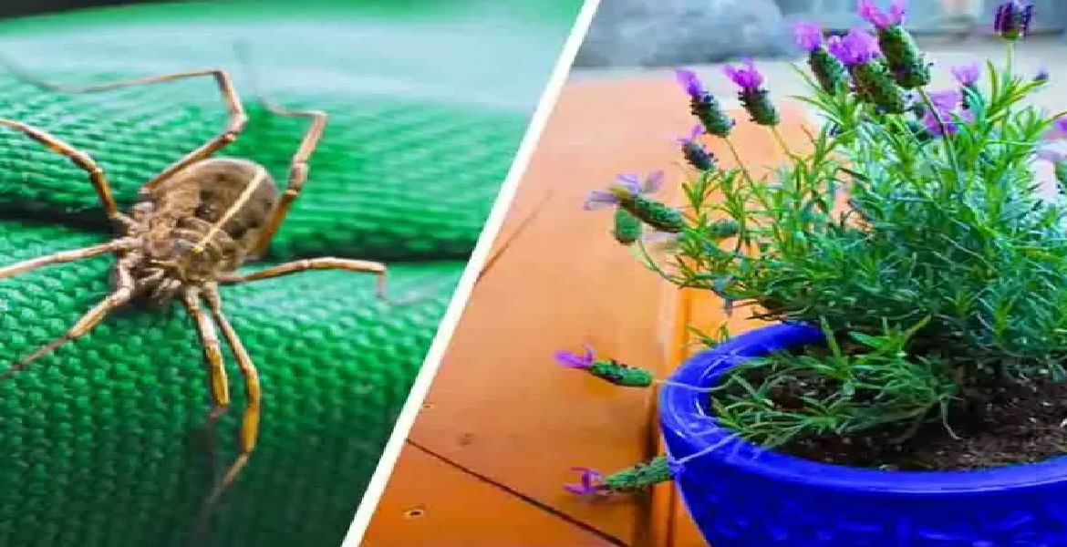 5 plantes qui chassent les araignées, les fourmis, les moustiques et les scorpions de la maison