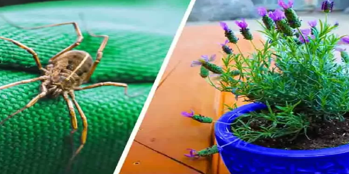 5 plantes qui chassent les araignées, les fourmis, les moustiques et les scorpions de la maison