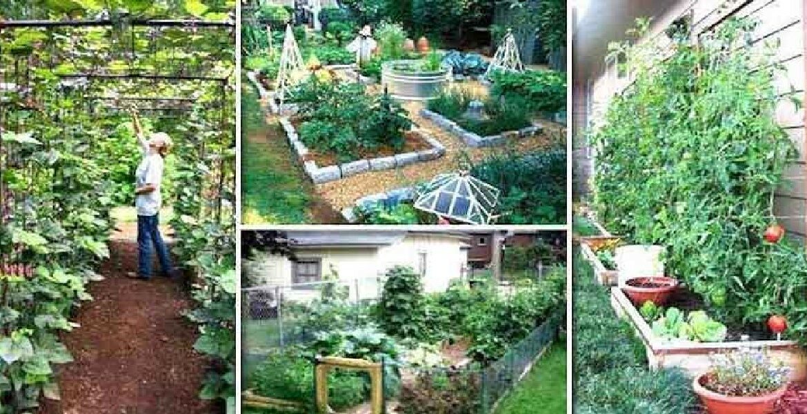 23 Astuces de Maraîcher Pour Réussir Son Premier Potager.