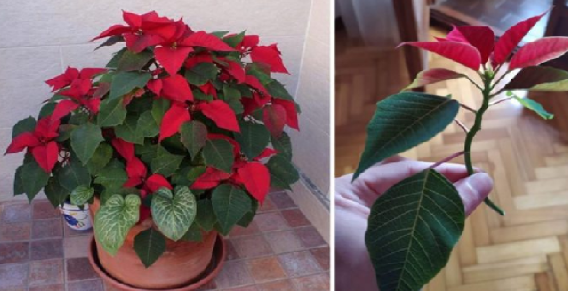 Voici comment faire pousser un poinsettia à partir d'une bouture