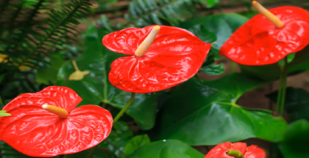 L'anthurium se couvrira de magnifiques fleurs grâce à cette astuce inédite