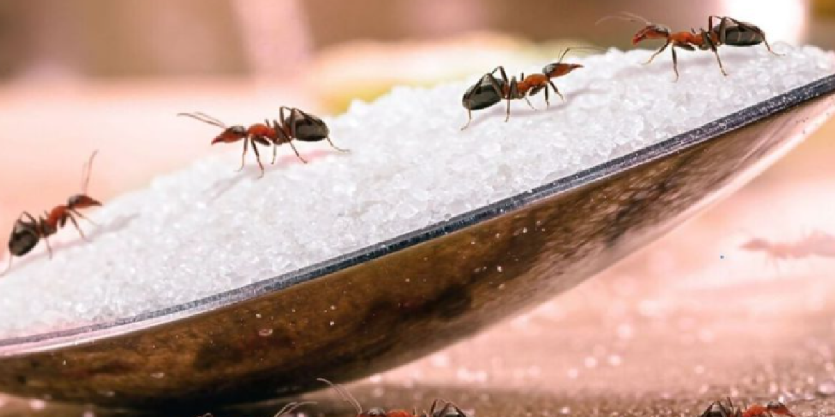 Protéger votre maison contre l'invasion des fourmis de manière économique