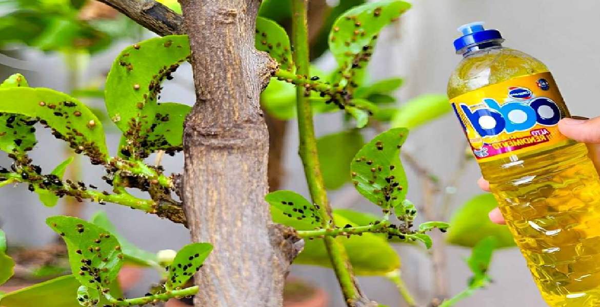 Comment éliminer les ravageurs des plantes avec la spectaculaire solution de savon fait maison