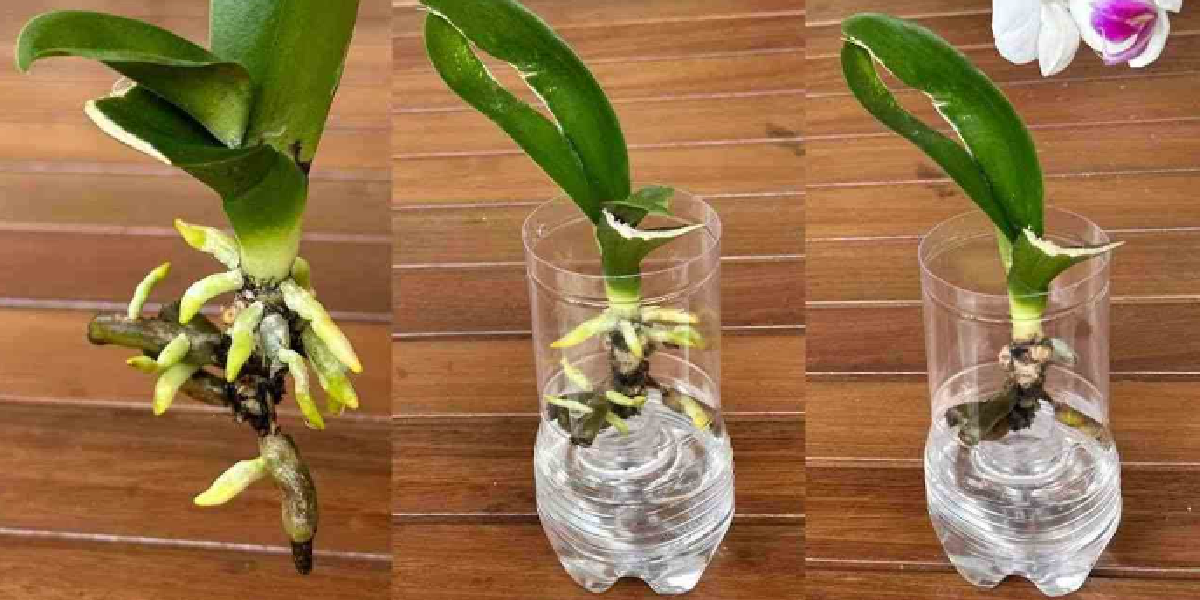 Le secret asiatique pour faire revivre rapidement l'orchidée avec des racines et des feuilles jeunes