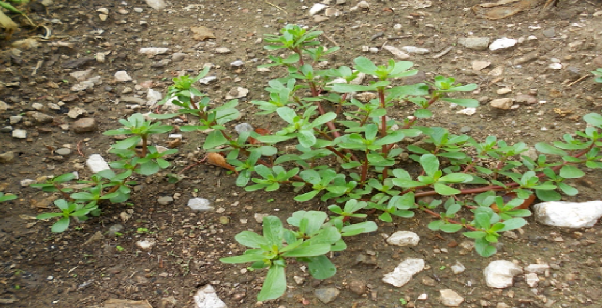 Les Vertus Méconnues du Pourpier dans Votre Jardin 8 Raisons de Lui Donner Vie !