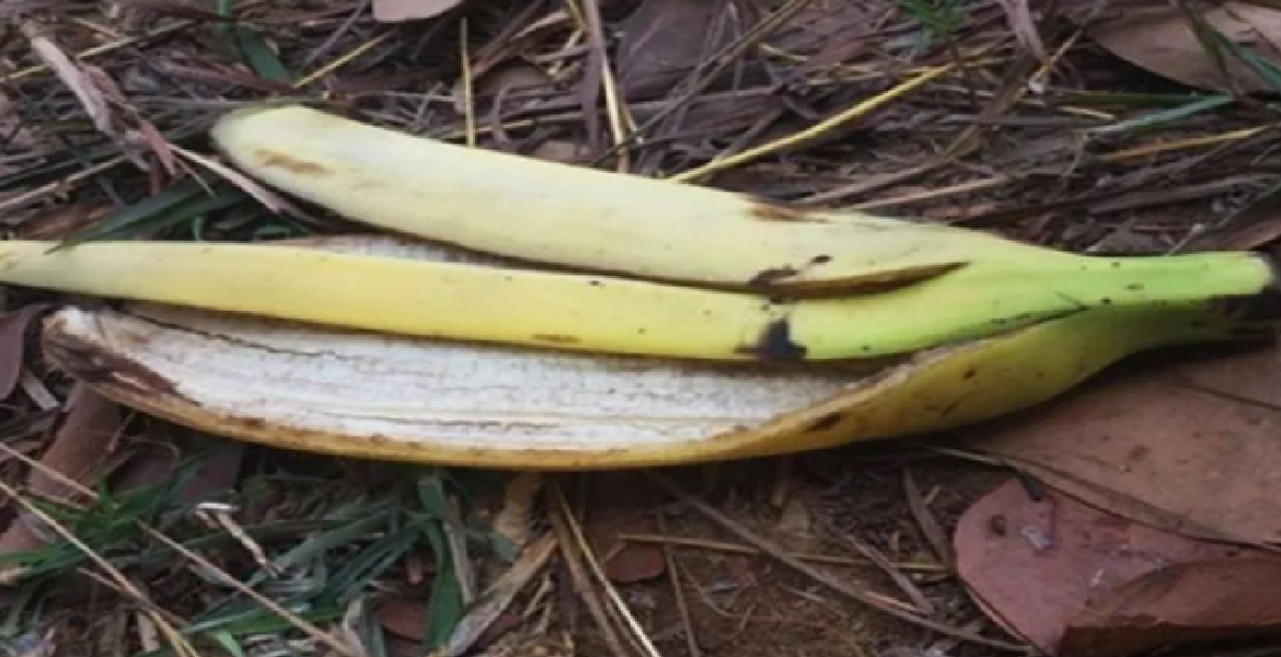 Ne jetez pas les peaux de banane à la poubelle