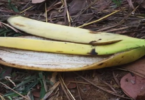 Ne jetez pas les peaux de banane à la poubelle