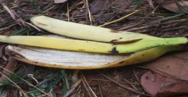 Ne jetez pas les peaux de banane à la poubelle