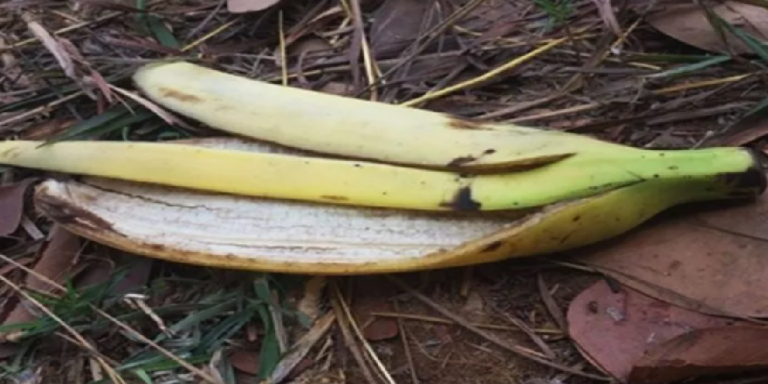 Ne jetez pas les peaux de banane à la poubelle