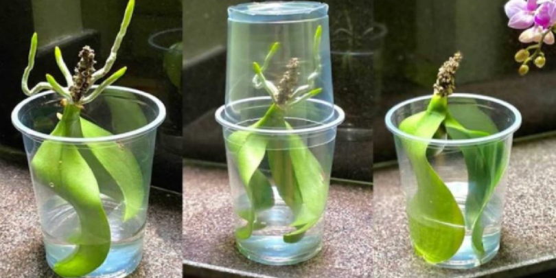 Mettre des feuilles d'orchidée dans l'eau