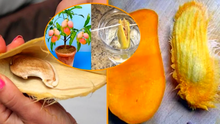 Comment planter une graine de mangue et la cultiver avec succès dans un pot