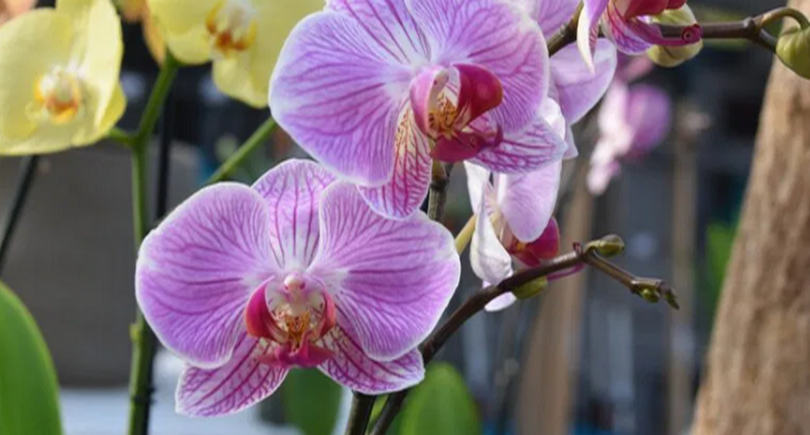 Élever des Orchidées Astuces de Soins et d'Arrosage pour une Floraison Éclatante en Été